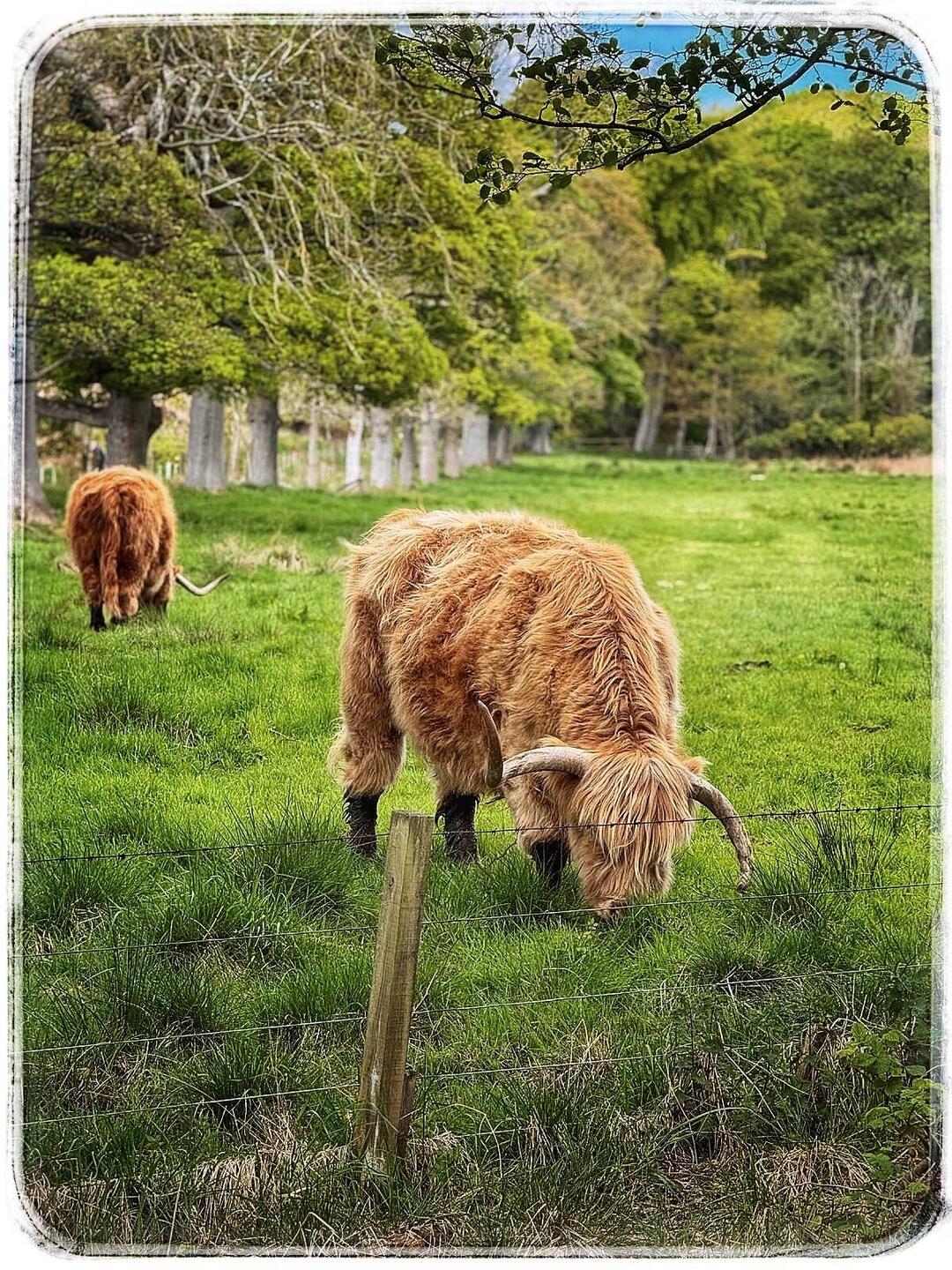 Galloway in Mortonhall