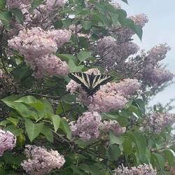 Butteryfly in some pretty Lilacs.