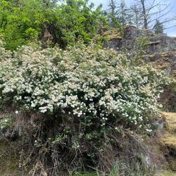 Just a pretty bush