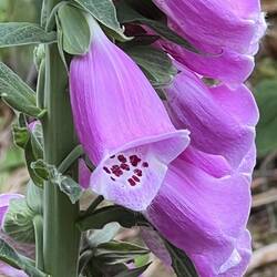 Pretty flower