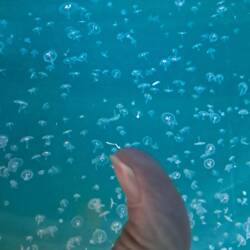 Ee ee! Baby jelly fish