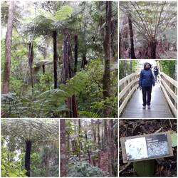 Parry Kauri Park