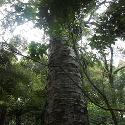 Der älteste Kauribaum in Neuseeland