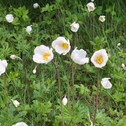 Anemone sylvestris