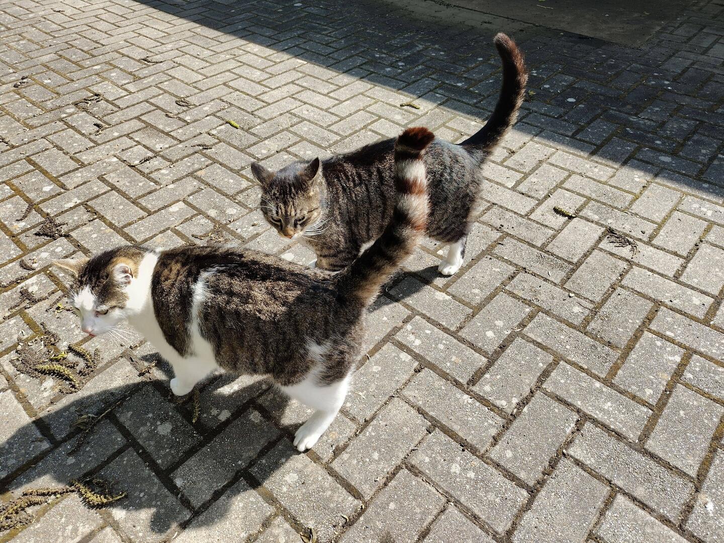 Cookie & Muffin