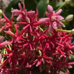 Don't know what they are, but so pretty