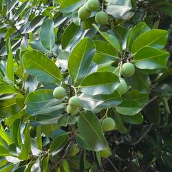 Macadamias everwhere