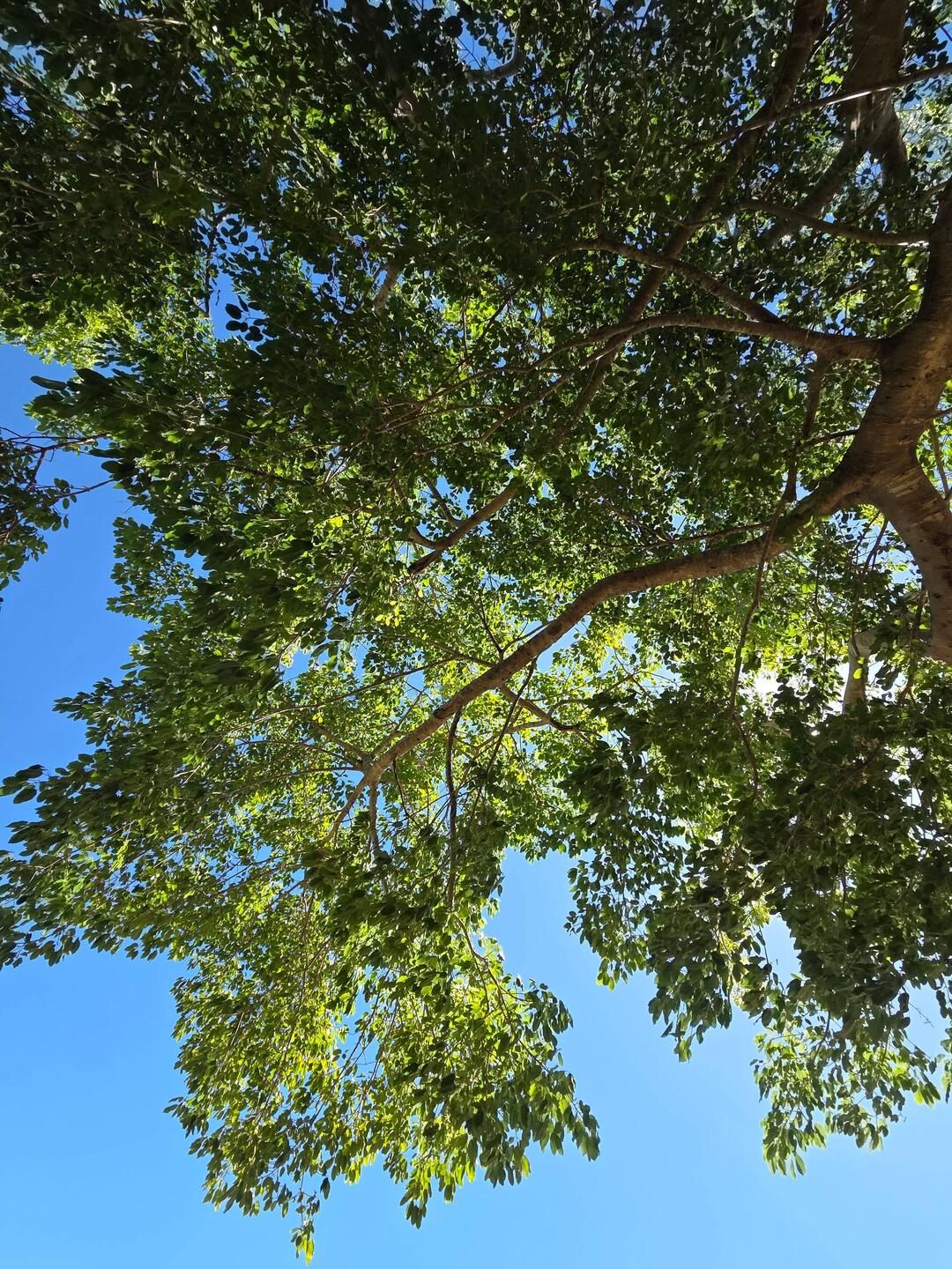 It was so hot, so there was lots of sitting under trees in the shade