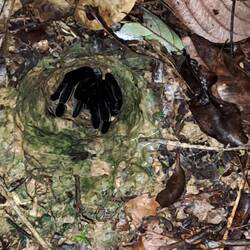 Die Nachtwanderung: mal wieder eine Vogelspinne 🕷️