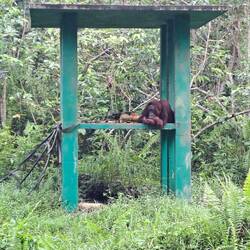 Einige der Orang Utans sind zu stark an Menschen gewöhnt und können daher nicht ausgewildert werden