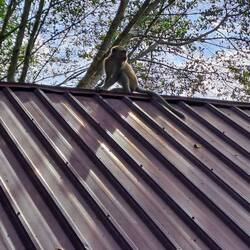 Die Makaken lauern auf das Futter für die Bären und die Orang Utans