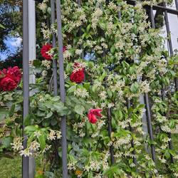Jasmine in bloom everywhere. An unforgettable scent.