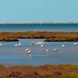 Fast wie in der Camargue 😊