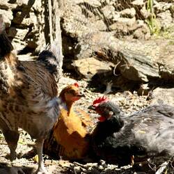 Part of the chicken flock