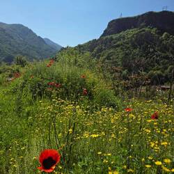 Poppies!