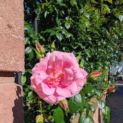 und da schnüffelte ich die Farbe Rosa😃