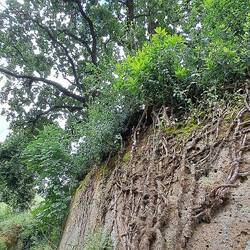 Tomba della quercia