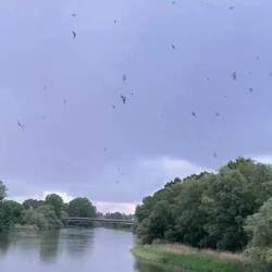 Mauersegler fliegen sich zur Dämmerung ein...