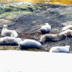 Sea puppies