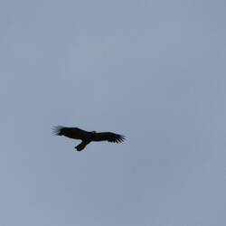 Adler sucht nach seiner Beute