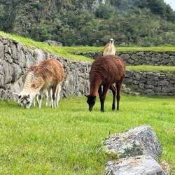 Just love those llamas!