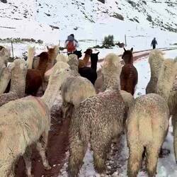 Melissa's favorite moment when a huge herd of alpacas walked with her...all those alpaca butts ❤️