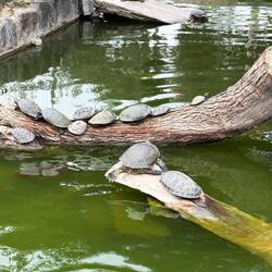 Turtle close-up in El Oliver Park