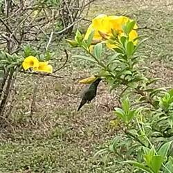 Blumensträucher, die die Kolibris besonders gerne mögen 🥰