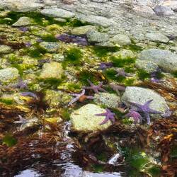 Many starfish in the lagoon inlet