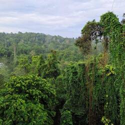 Ausblick 🌳🌴🌳