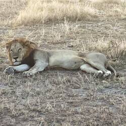 Early morning lion