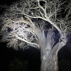 A fish eagle in a baobab on a night drive