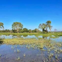 Wetlands by day
