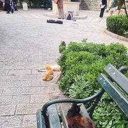 Treffpunkt der Katzen ist der „Pjaca od Drva“ (Holzmarktplatz),