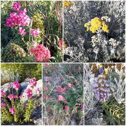Blumen auf dem Weg zum Abendessen
