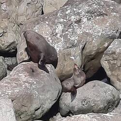 Zu Besuch bei den Robben