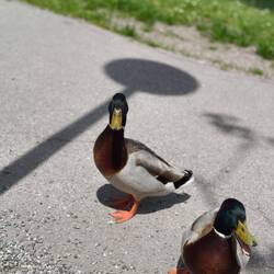 Aufdringlich Enten die auch auf einen Happen hoffen😉