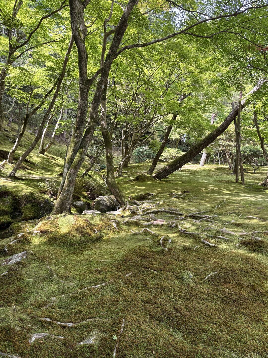 Visuelle Ruhe in einem japanischen Garten: Lernt man in diesem Frieden, die Luft zu lesen?