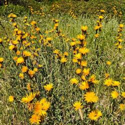 Golddistel