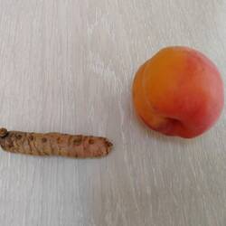 Kurkuma v živo. Zaradi primerjave je na sliki z manjšo marelico.