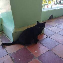 Katze im Café in Ouezzane
