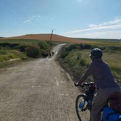 Wir Bahnen uns den Weg durch die Kuhherde 🐮