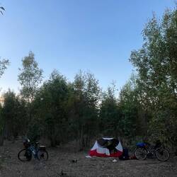 Unser Schlafplatz in der Eukalyptus-Monokultur 🌳🌳😴