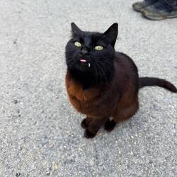 "Fang"