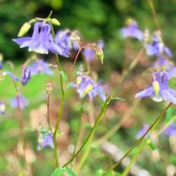 Spanish Columbine