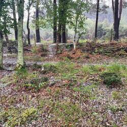 From bluebells to hail stones!