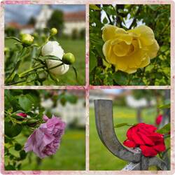 Prachtige rozen in alle kleuren.