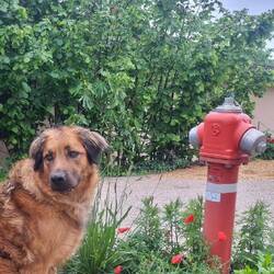 Der erste Mohn