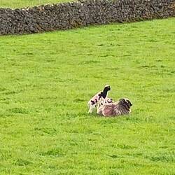 This poor ewe was being clambered on my her speckled lambs