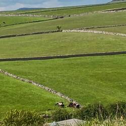 Lots of cows today. And lots of those wonderful dry stone walls (Derbyshire style) stretching ahead